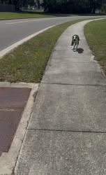 Reunited Male Dog last seen Golf club pkwy and Hernandes dr, Orlando, FL 32808