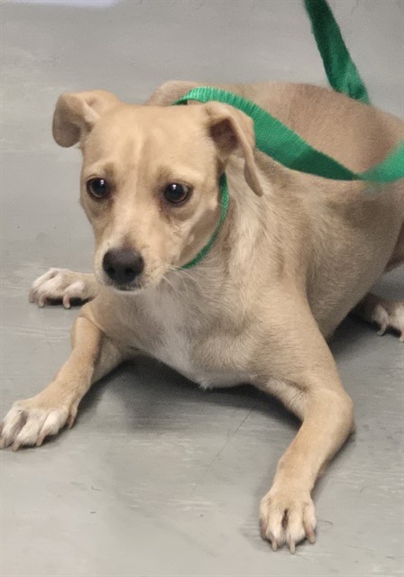 Shelter Stray Female Dog last seen E 11 ST BAKERSFIELD, 201 S Mt Vernon Ave, Bakersfield, CA 93307, USA