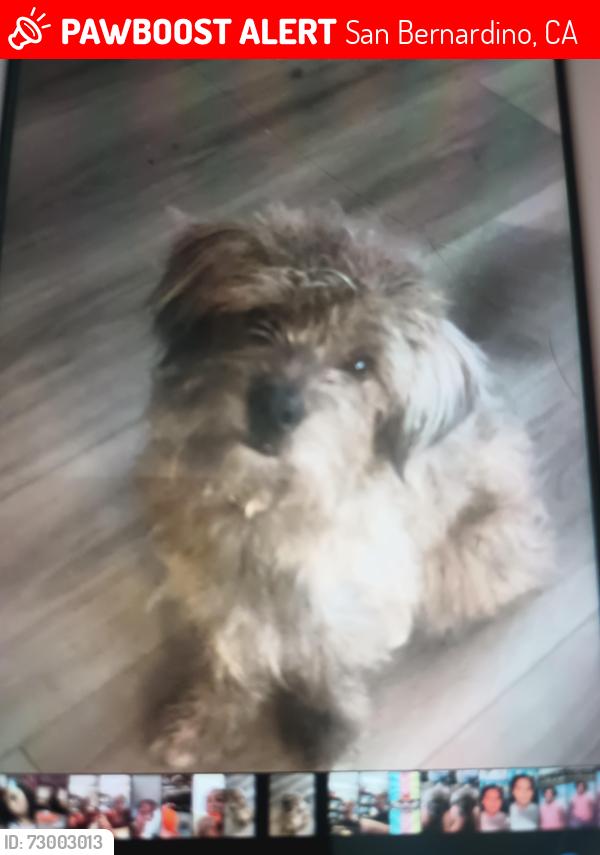 Lost Male Dog last seen Crestview , San Bernardino, CA 92404
