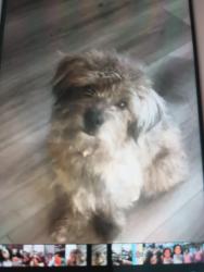 Lost Male Dog last seen Crestview , San Bernardino, CA 92404