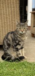 Lost Male Cat last seen Blenheim Way, Kettering , North Northamptonshire, England NN15