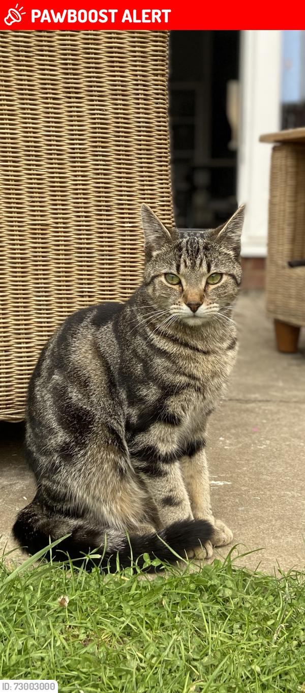 Lost Male Cat last seen Blenheim Way, Kettering , North Northamptonshire, England NN15