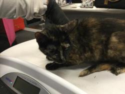 Shelter Stray Female Cat last seen Near BLOCK VARNER RD, THOUSAND PALMS, CA 92276, Thousand Palms, CA, USA