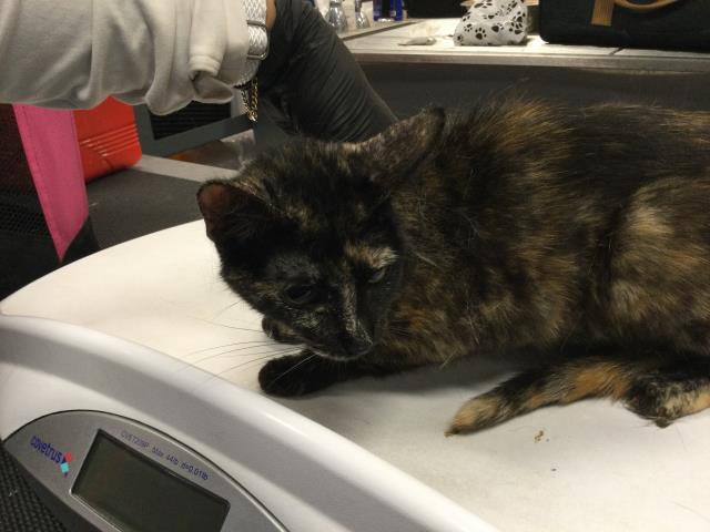 Shelter Stray Female Cat last seen Near BLOCK VARNER RD, THOUSAND PALMS, CA 92276, Thousand Palms, CA, USA