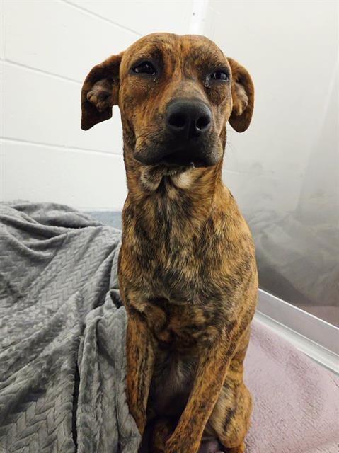 Shelter Stray Female Dog last seen Near, 2600 S Harding St, Indianapolis, IN 46221, USA