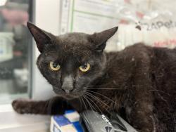 Shelter Stray Unknown Cat last seen PRIMROSE X WILSON, San Jacinto, CA 92582, USA