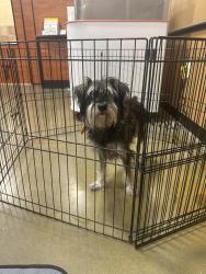 Found/Stray Female Dog last seen Lake Nona, Orlando, FL 32832