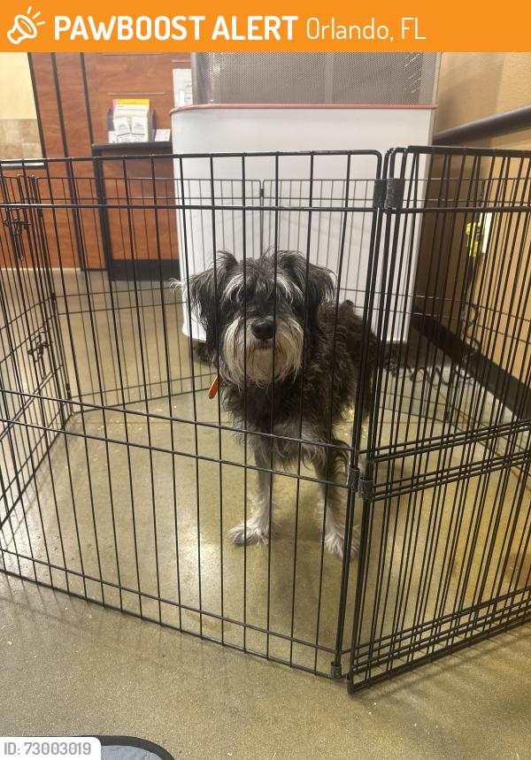 Found/Stray Female Dog last seen Lake Nona, Orlando, FL 32832