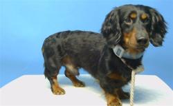 Shelter Stray Male Dog last seen , 216 W Victoria St, Gardena, CA 90248, USA