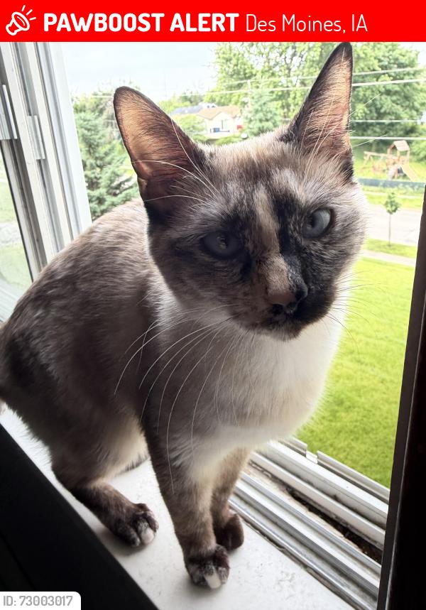 Lost Female Cat last seen Park Ave/ SE 22nd st , Des Moines, IA 50320