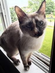 Reunited Female Cat last seen Park Ave/ SE 22nd st, Des Moines, IA 50320