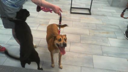 Shelter Stray Female Dog last seen CHARLOTTE, 8315 Byrum Dr, Charlotte, NC 28217, USA