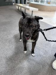 Shelter Stray Male Dog last seen , 3201 Lacy St, Los Angeles, CA 90031, USA