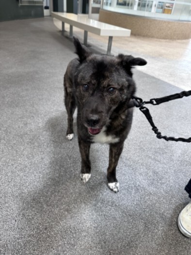 Shelter Stray Male Dog last seen , 3201 Lacy St, Los Angeles, CA 90031, USA