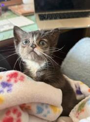Shelter Stray Female Cat last seen CHARLOTTE, 8315 Byrum Dr, Charlotte, NC 28217, USA