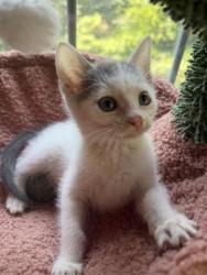 Shelter Stray Male Cat last seen CHARLOTTE, 8315 Byrum Dr, Charlotte, NC 28217, USA