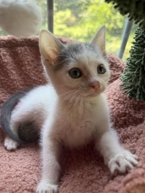 Shelter Stray Male Cat last seen CHARLOTTE, 8315 Byrum Dr, Charlotte, NC 28217, USA