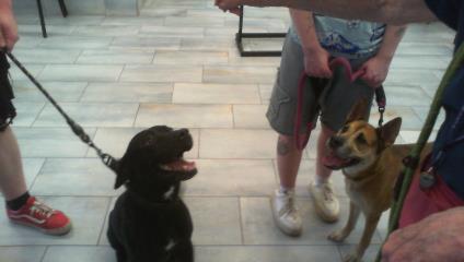 Shelter Stray Male Dog last seen CHARLOTTE, 8315 Byrum Dr, Charlotte, NC 28217, USA