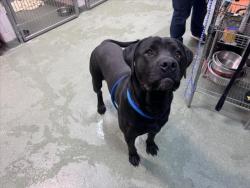Shelter Stray Male Dog last seen Near BLOCK GALISTEO RD K SANTA FE NM 87505, 100 Caja Del Rio Rd, Santa Fe, NM 87507, USA