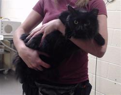 Shelter Stray Male Cat last seen Near BLOCK N ADAMS ST, DENVER CO 80216, 1241 W Bayaud Ave, Denver, CO 80223, USA
