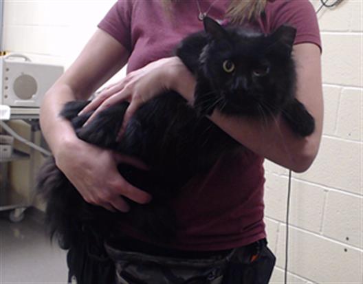 Shelter Stray Male Cat last seen Near BLOCK N ADAMS ST, DENVER CO 80216, 1241 W Bayaud Ave, Denver, CO 80223, USA