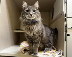 Shelter Stray Male Cat last seen Near BLOCK N BROADWAY, DENVER CO 80205, 1241 W Bayaud Ave, Denver, CO 80223, USA