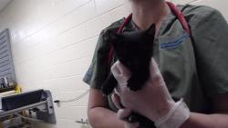 Shelter Stray Male Cat last seen Near BLOCK W FLORIDA AVE, DENVER CO 80223, 1241 W Bayaud Ave, Denver, CO 80223, USA