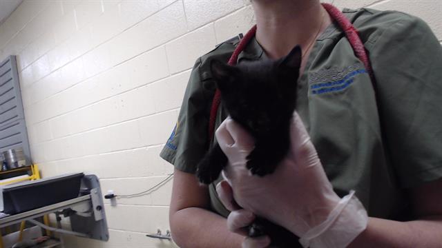 Shelter Stray Male Cat last seen Near BLOCK W FLORIDA AVE, DENVER CO 80223, 1241 W Bayaud Ave, Denver, CO 80223, USA