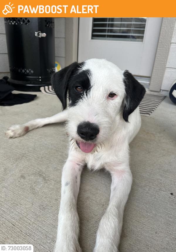 Found/Stray Male Dog last seen Dapple bluff Ln, Conroe, TX 77302, Montgomery County, TX 77302