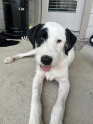 Found/Stray Male Dog last seen Dapple bluff Ln, Conroe, TX 77302, Montgomery County, TX 77302