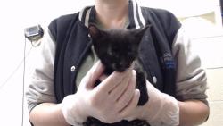 Shelter Stray Male Cat last seen Near BLOCK W FLORIDA AVE, DENVER CO 80223, 1241 W Bayaud Ave, Denver, CO 80223, USA