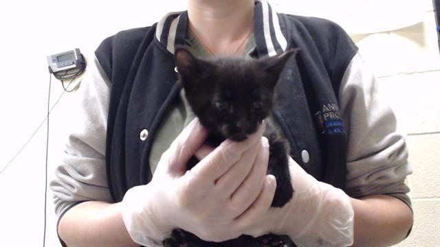 Shelter Stray Male Cat last seen Near BLOCK W FLORIDA AVE, DENVER CO 80223, 1241 W Bayaud Ave, Denver, CO 80223, USA