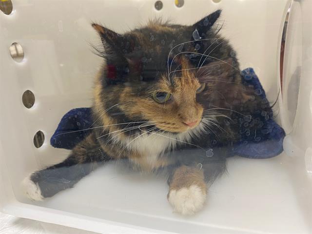 Shelter Stray Female Cat last seen , 3839 W Burnham St, West Milwaukee, WI 53215, USA