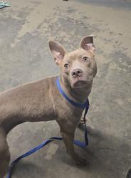 Shelter Stray Female Dog last seen Near BLOCK NORTHWEST PASSAGE, TALLAHASSEE FL 32303, 1125 Easterwood Dr, Tallahassee, FL 32311, USA