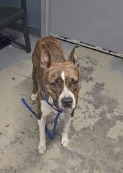 Shelter Stray Female Dog last seen Near BLOCK TUCKER ST ,TALLAHASSEE FL 32310, 1125 Easterwood Dr, Tallahassee, FL 32311, USA