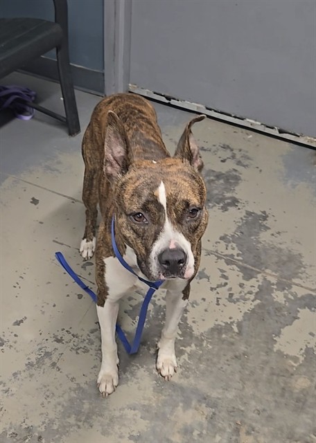 Shelter Stray Female Dog last seen Near BLOCK TUCKER ST ,TALLAHASSEE FL 32310, 1125 Easterwood Dr, Tallahassee, FL 32311, USA