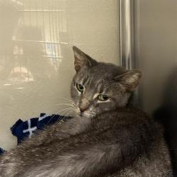 Shelter Stray Female Cat last seen Near BLOCK PLAINVIEW DR, 4710 TX-151, San Antonio, TX 78227, USA