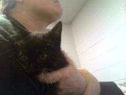 Shelter Stray Female Cat last seen CARRIAGE GATE SHOPPING CENTER, 1125 Easterwood Dr, Tallahassee, FL 32311, USA