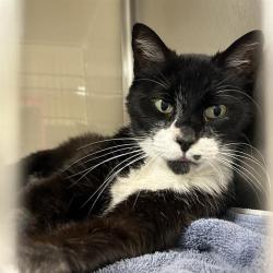 Shelter Stray Male Cat last seen Near BLOCK NW 410, 4710 TX-151, San Antonio, TX 78227, USA