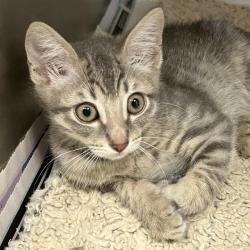Shelter Stray Male Cat last seen SUNRISE COVE, 4710 TX-151, San Antonio, TX 78227, USA