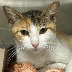 Shelter Stray Female Cat last seen Near BLOCK S ZARZAMORA, 4710 TX-151, San Antonio, TX 78227, USA