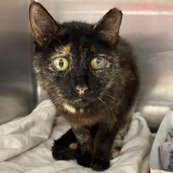 Shelter Stray Female Cat last seen CARALVOS ST, 4710 TX-151, San Antonio, TX 78227, USA