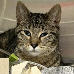 Shelter Stray Female Cat last seen Near BLOCK HWY 281, 4710 TX-151, San Antonio, TX 78227, USA
