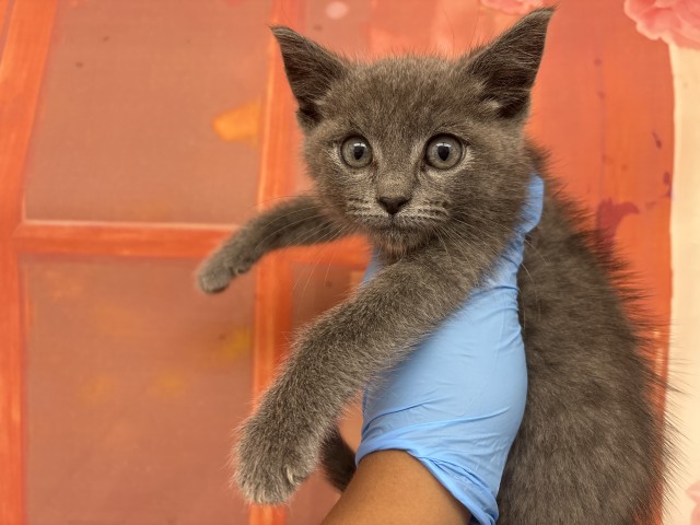 Shelter Stray Male Cat last seen EMERALD AVE X VALENCIA AVE, 333 Chandler Pl, San Bernardino, CA 92408, USA