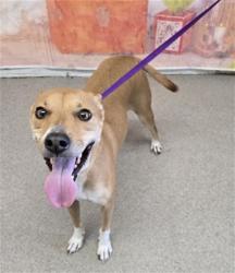 Shelter Stray Male Dog last seen N PEPPER AVE X 210 FWY, 333 Chandler Pl, San Bernardino, CA 92408, USA