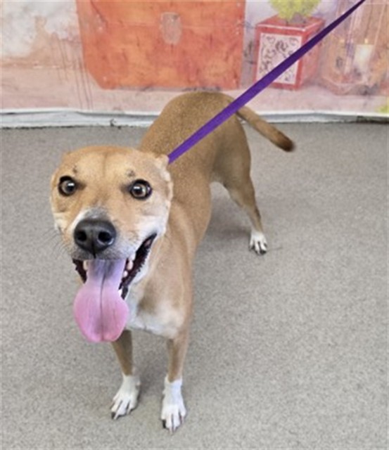 Shelter Stray Male Dog last seen N PEPPER AVE X 210 FWY, 333 Chandler Pl, San Bernardino, CA 92408, USA