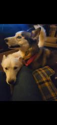Reunited Female Dog last seen Huffine mill rd, Gibsonville, NC 27249