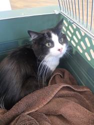 Shelter Stray Unknown Cat last seen TRABACO/YALE, 6443 Oak Canyon, Irvine, CA 92618, USA