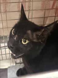 Shelter Stray Unknown Cat last seen , 11361 W Pico Blvd, Los Angeles, CA 90064, USA