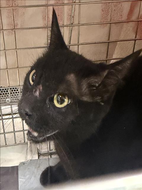 Shelter Stray Unknown Cat last seen , 11361 W Pico Blvd, Los Angeles, CA 90064, USA